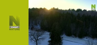 Світ природи: орли із суперсилами - Super Powered Eagles