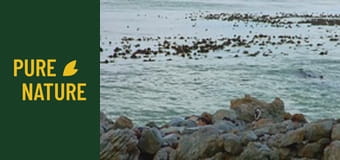 Amazing African birds - part 1