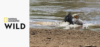 Смертельное Сафари S1E3 Смертельное Сафари S1E3