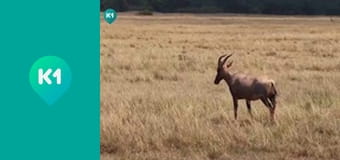 "Світ_огляд з Машею Себовою".