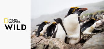 Дикая природа: остров Воскресения