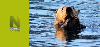 Аляска: рік у дикій природі S1E4 - Осінь