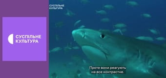 Д/с "Морські хижаки". "Тигрова акула". Д/с "Морські хижаки". "Тигрова акула".