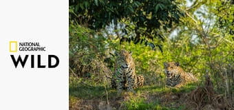 Ягуары против крокодилов