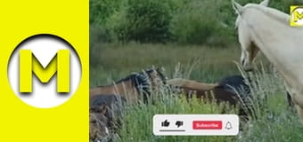 TOP (Max TV) - сезон 3 - серія 34 TOP (Max TV) - сезон 3 - серія 34