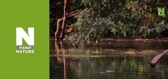 Быстрые атаки природы - Быстрые и отчаянные