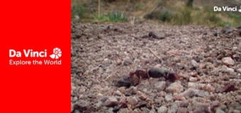 Animal Anarchists - Politics in the World of Ants