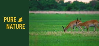 Fauna unică din Delta Okavango, Botswana Fauna unică din Delta Okavango, Botswana