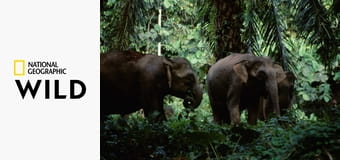 Животные-рекордсмены S1E5 - Бойцы