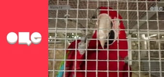 Заробітчани, 2 сезон, 22 еп.