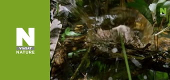 Roots of Life - A Hard Nut To Crack