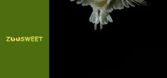 Особливий загін - серія 1