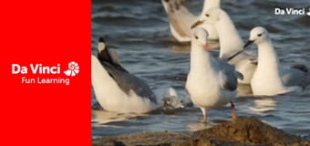 Сіяя - Найдикіший мис - Коґелберґ - Ключ до моря Сіяя - Найдикіший мис - Коґелберґ - Ключ до моря