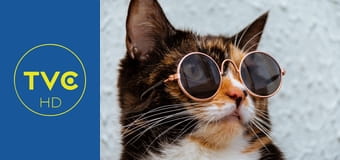 Zakręcone stworzonka z Internetu S2E14 Zakręcone stworzonka z Internetu S2E14