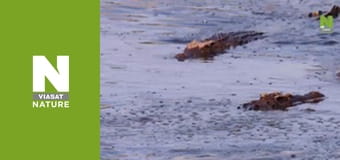 Massive Africa - Mashatu