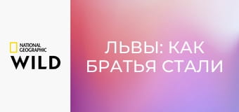 Львы: как братья стали королямиЛьвы: как братья стали королями