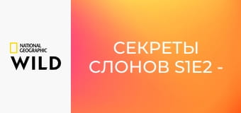 Секреты слонов S1E2 - Саванна
