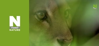 Дикая Латинская Америка - Венесуэла Дикая Латинская Америка - Венесуэла