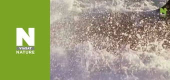 Дика Латинська Америка - Амазонка