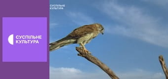 Д/с "Вижити в дикій природі", 5 і 6 с.