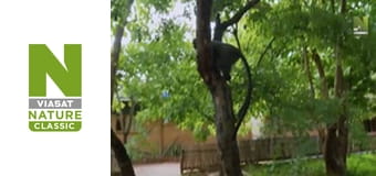 Рятувальники тварин у Малаві - Сезон 2 - Прощання з крокодилом