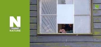 Птицы - Меняющийся мир Птицы - Меняющийся мир