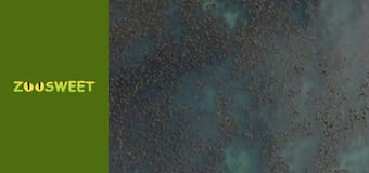 Сіяйа, Сезон 3, Випуск 4