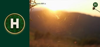 Однією правою