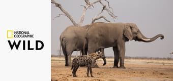 Дикое королевство S1E1 - Скала Леопарда