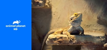 Дома для животных S2E3 - Дом диких кошек