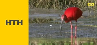 "Случайный свидетель".