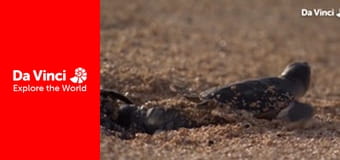 Бунтівні тварини - Батьки у дикій природі