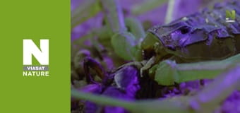 Evolve - Cure Evolve - Cure