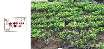 Чаена плантация в Шри Ланка Чаена плантация в Шри Ланка