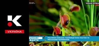Интересные факты. Интересные факты.