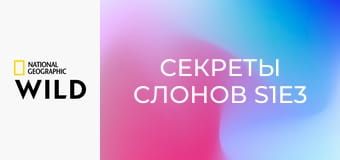 Секреты слонов S1E3