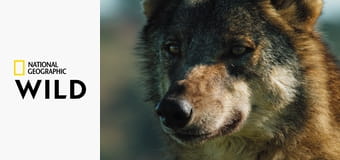 Дикие охотники S1E5 - Медведи