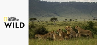 Родословные хищников S1E2 - Львиное наследство