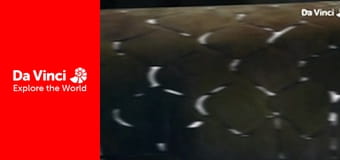 Дитинчата - Змії