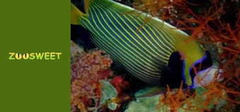 Wild Animals - episode 4