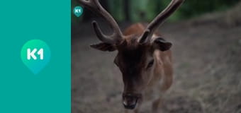 "Пригоди з Яною Метьолкіною".