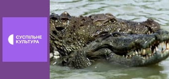 Д/с "Суперздібності тварин". "Нічні тварини".