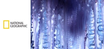 Неизвестная планета Земля S1E5 - Инопланетяне