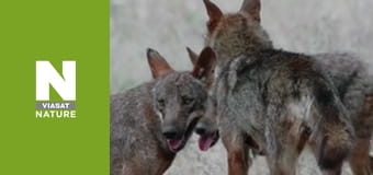 Дикие борцы - Борьба за жизнь