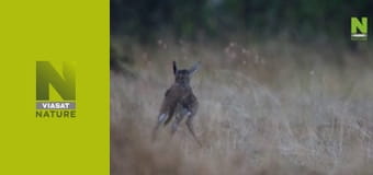 Матінка-природа S1E1 - Жорсткі матері