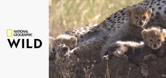 Рожденные в Африке S1E2 - Опасная игровая площадка