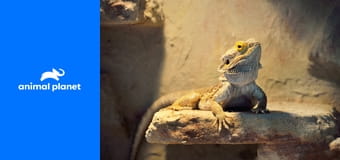 Дома для животных S2E2 - Шик для шиншилл