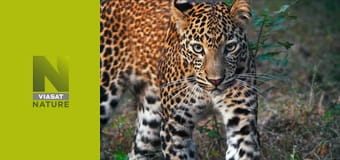 Спадщина тигра S1E2 - The Aspiring King of North Tadoba