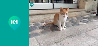 "Покутные. Вместе по миру".