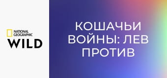 Кошачьи войны: лев против гепарда